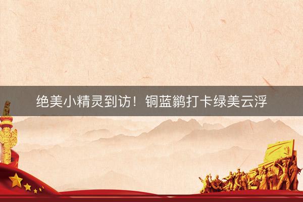 绝美小精灵到访！铜蓝鹟打卡绿美云浮