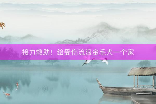 接力救助！给受伤流浪金毛犬一个家