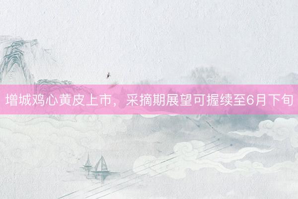增城鸡心黄皮上市，采摘期展望可握续至6月下旬